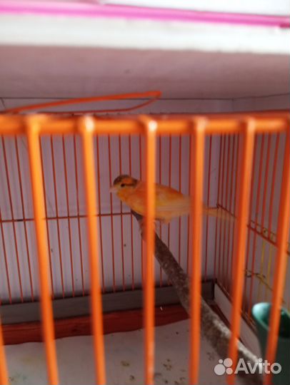 Птицы кенор