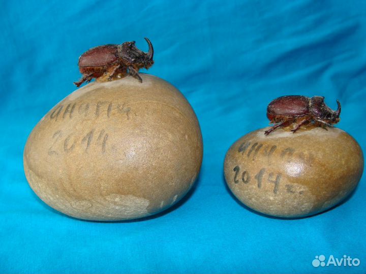 Сувенир краб