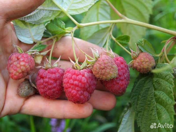 Малина сорт Барнаульская