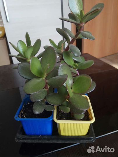 Крассула толстянка, замиокулькас