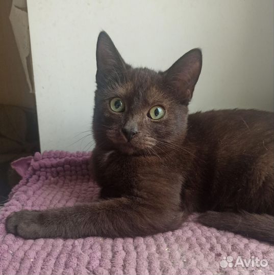 Кот ищет дом