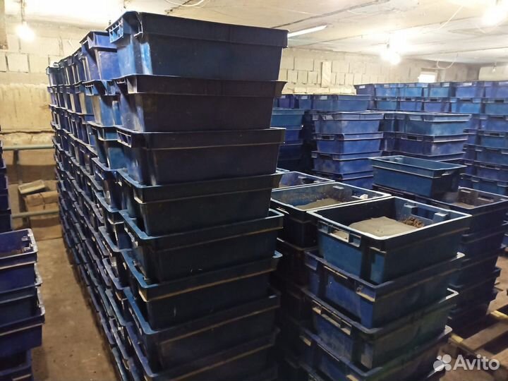 Червь дендробена