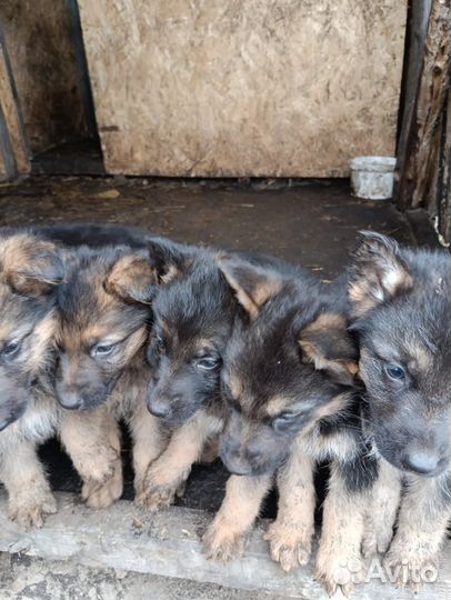Щенки немецкой овчарки