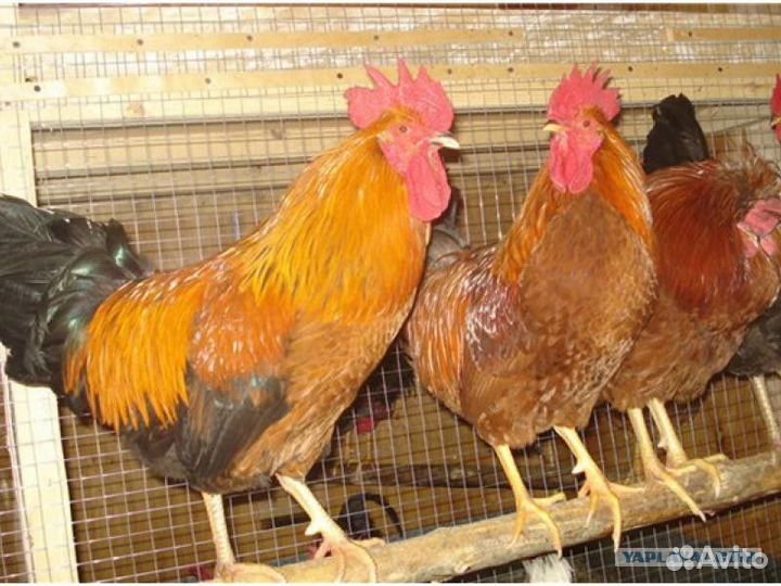Молодые петухи