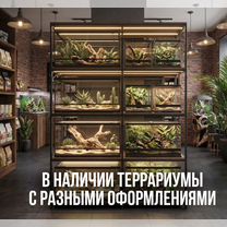 Эублефар с террариумом и полным комплектом, Москва