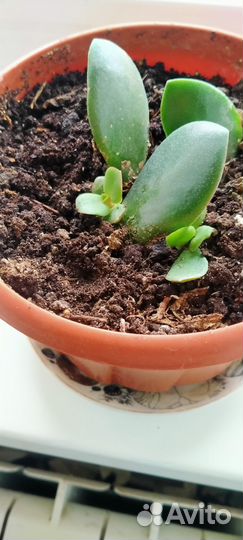 Толстянка(денежное дерево)