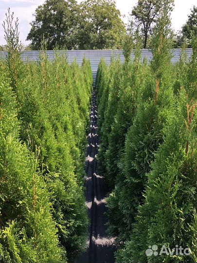 Туя смарагд