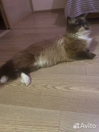 Кот на вязку