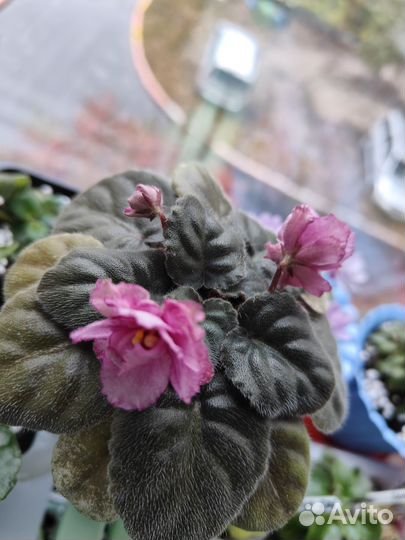 Фиалки сортовые листья