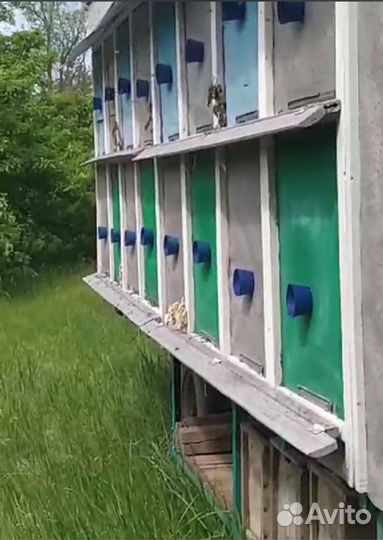 Продается пчелиный павильон