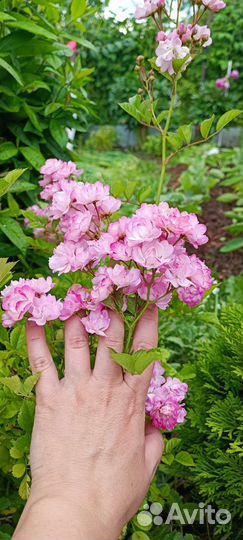 Роза китайская Angel Wings махровая