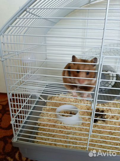 Отдам хомяка с клеткой