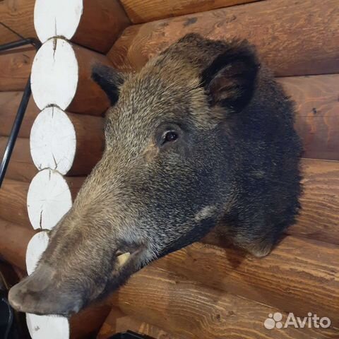 Чучело головы кабана