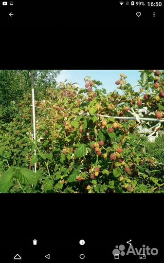 Саженцы малины (сортовая сирень )