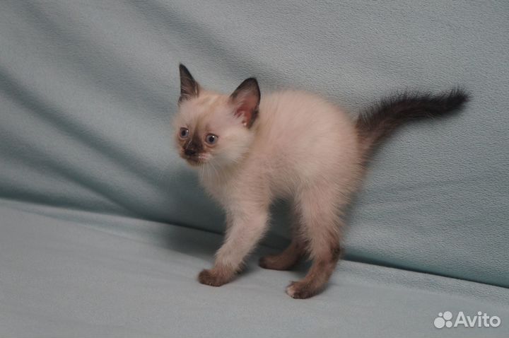 Отдам в добрые ручки котенка 1,5 мес