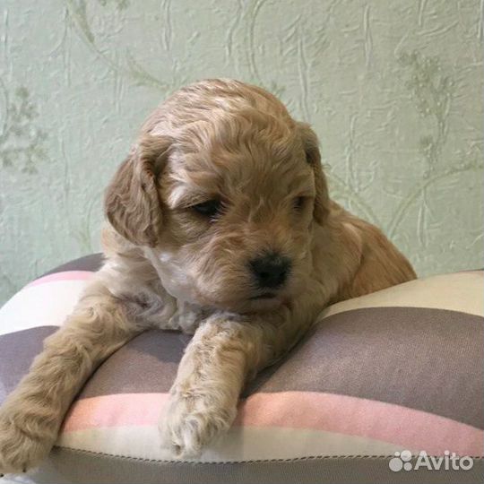 Щенки пуделя