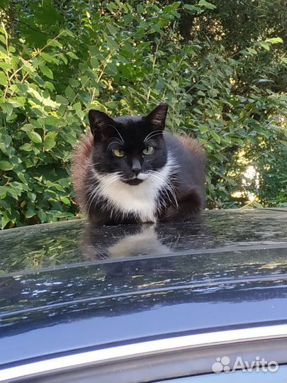 Кошка метис