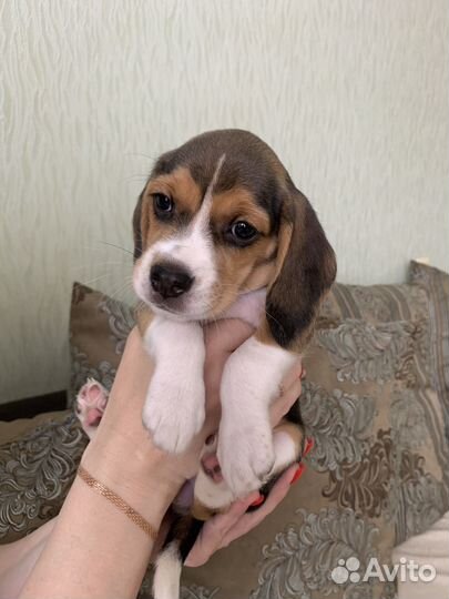 Щенки Бигль