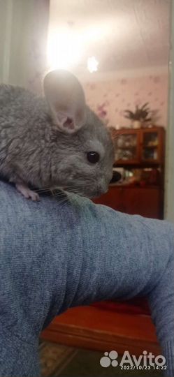 Шиншилла
