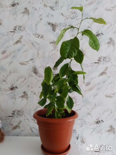 Лимонное дерево