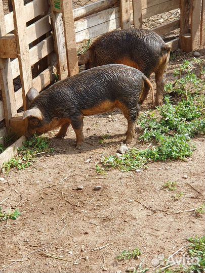 Хряк и свиноматка венгерская мангалица