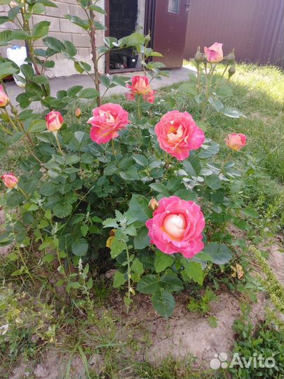 Кустовые розы саженцы
