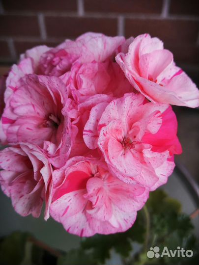 Пеларгония герань набор