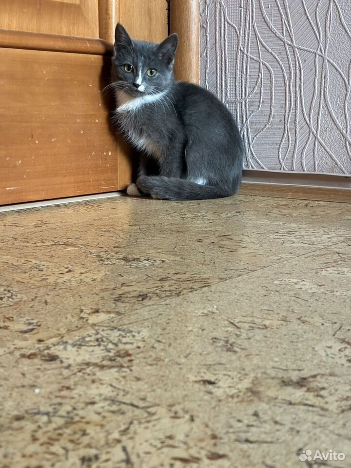Котёнок в добрые руки, Тюмень