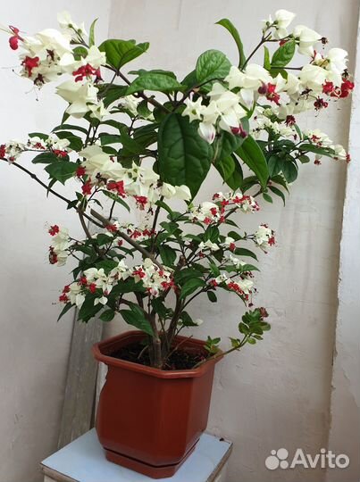 Шефлера, клеродендрум, каланхоэ, сансевиерия