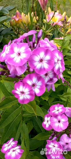 Флоксы многолетние