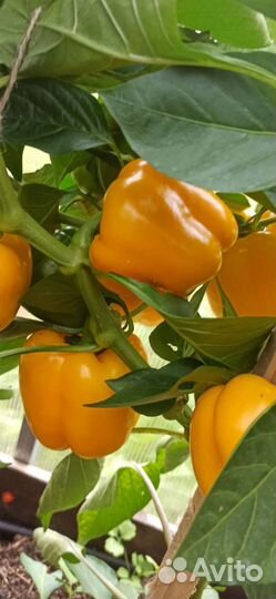 Перец сладкий