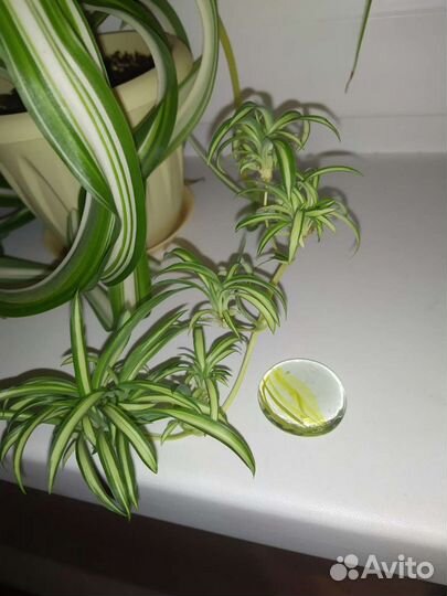 Хлорофитум кудрявый