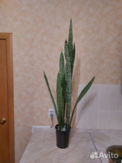 Сансевиерия