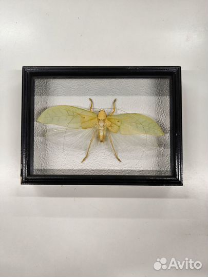 Насекомые в рамке Кузнечик Геркулес