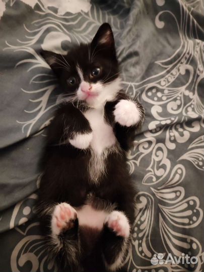 Британские котята