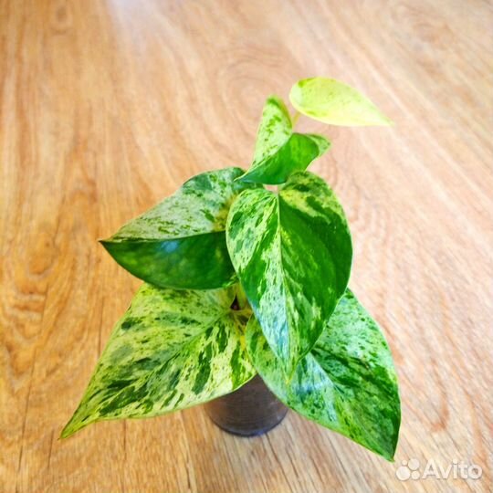 Сциндапсус