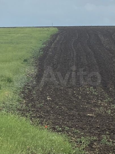 Участок 100 сот. (СНТ, ДНП)