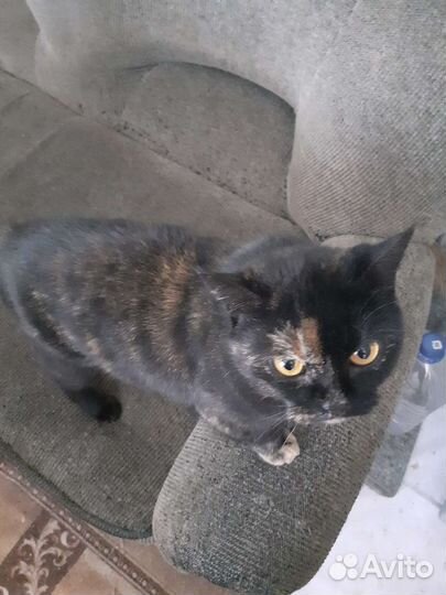 Шотландская кошка