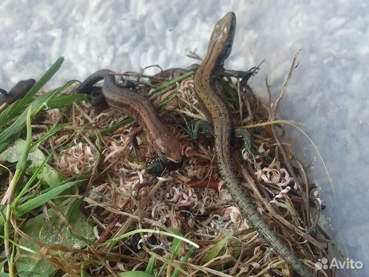 Ящерки прыткие