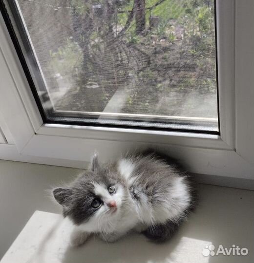 Котята
