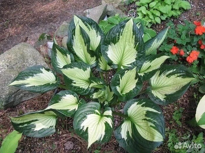 Хоста элитные