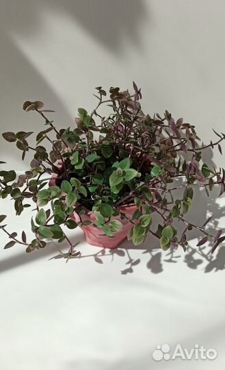 Каллизия крибо