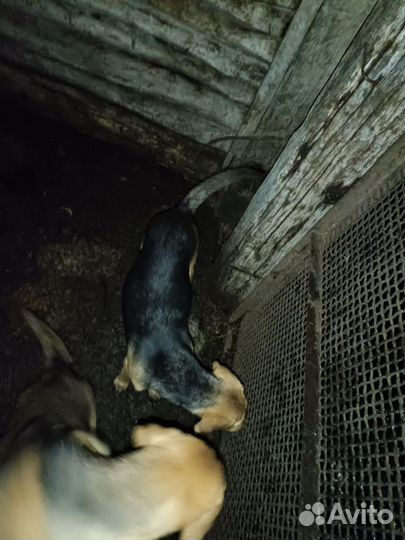 Русская гончая