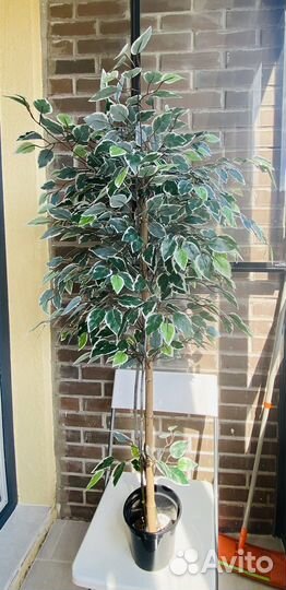 Фикус бенджамина пестролистный большой