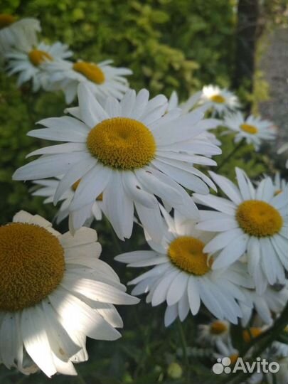 Многолетники