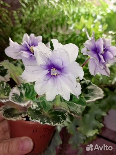 Сортовая Фиалка Р - Дурман