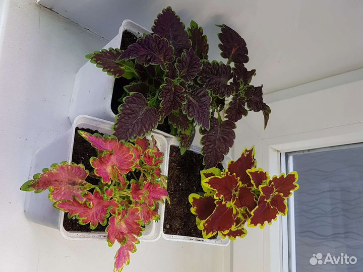 Колеусы вегетативные