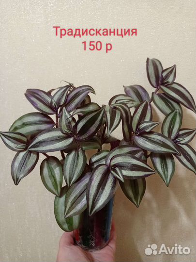 Комнатные цветы