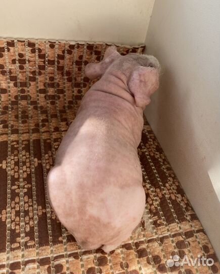 Морская свинка малыш