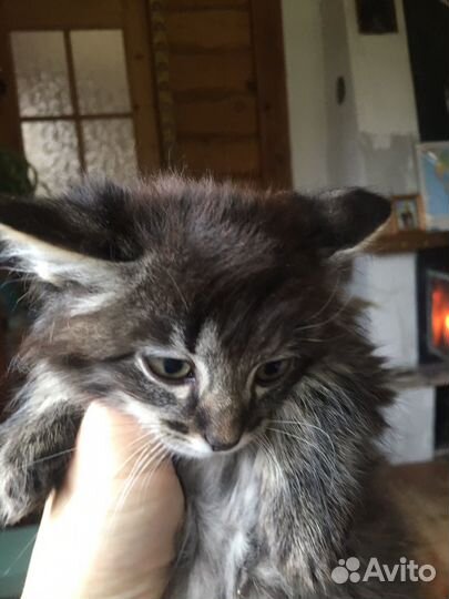 Котенок в добрые руки